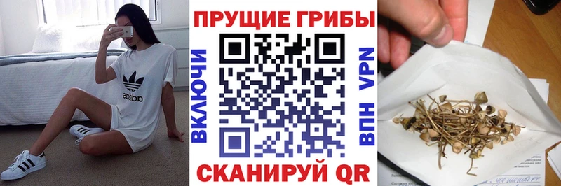 сколько стоит  Калачинск  Псилоцибиновые грибы Cubensis 